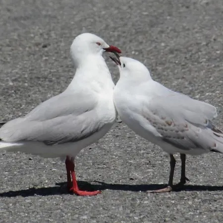 In With Swimming Pool * זינקסט